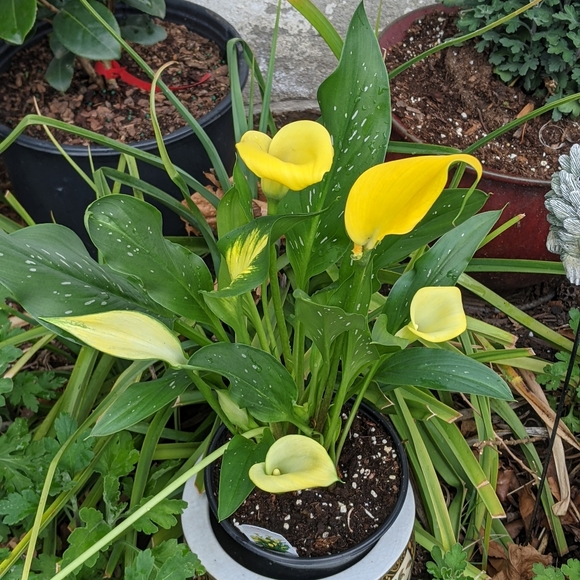 Meet your Posher, Tessie - Picture 7 of 16